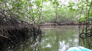 Ecuadorian Mangroves REMACAM I [upl. by Attener688]