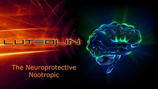 Luteolin The Neuroprotective Nootropic [upl. by Saimerej101]