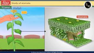 Study of stomata  Class 10  Biology Practical [upl. by Gib]