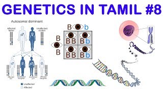 Genetics in Tamil 8 Complementary Genes amp Supplementary Genes  Rajus Biology [upl. by Chappy]