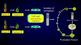 PROTOPLASMIC FUSION [upl. by Helve]