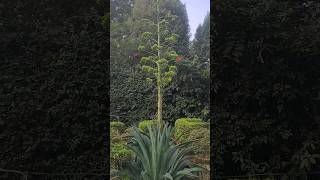 moon cactus 🌵 agave plant agave plant blooming 😍 sisal plant queen of the andes naturelovers [upl. by Odlawso]