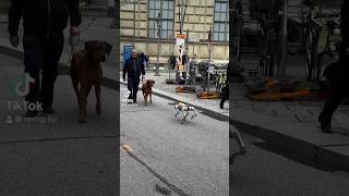 Real dog vs Robot dog robot robotics dog dogs ai science [upl. by Aihsenek538]