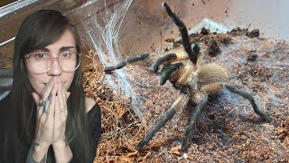 Blue baboon tarantula ESCAPES  Monocentropus balfouri [upl. by Terrill]