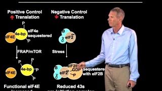 Regulation of translation  Roy Parker BoulderHHMI [upl. by Eciralc]