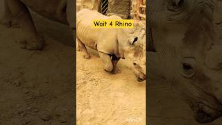 rhino  rhinoceros  gainda  wildanimal  wildlife  wild  Viral video  Youtubeshorts [upl. by Naam]