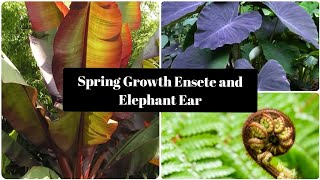 Ensete Maurelli and Elephant Ear Colocasia Growth April Ensete in Spring [upl. by Vena]