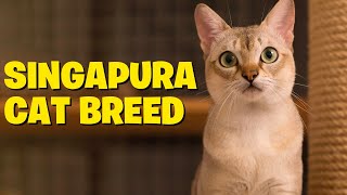 The Charming Singapura Cat Breed Everything You Need to Know [upl. by Willett]