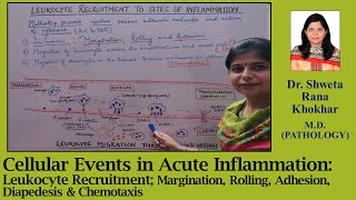 Cellular Events in Acute Inflammation Margination Rolling Adhesion Diapedesis amp Chemotaxis [upl. by Yeoj]