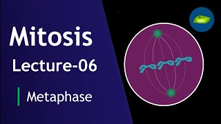 Mitosis Lecture06  Metaphase  Mitosis  Cell Division  Cell Biology  Basic Science Series [upl. by Shifra162]