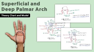 Superficial and Deep Palmar Arch  12  Hand Blood Supply  TCML Anatomy [upl. by Durarte]