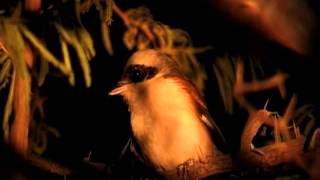 Baybacked Shrike filmed at night using external flash [upl. by Sherris43]