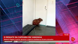 Capivara é capturada por Bombeiros em Varginha [upl. by Noswad]