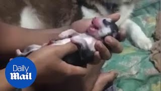 Emotional moment newborn puppy is brought back to life using CPR [upl. by Aifas763]