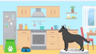 Doggle Guides  Groenendael Belgian Shepherd  Dog Breed Info [upl. by Audrey186]