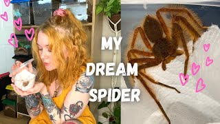 I got my DREAM SPIDER Heterpoda Davidbowie [upl. by Enyal]