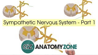 Sympathetic Nervous System Anatomy  Part 1 [upl. by Bena]