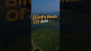 Chilika Bird’s paradise of Asia travel dronegraphy chilikalake birds nature odishaturism [upl. by Aneelad]