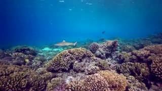 Shark TV  Diving with sharks and manta rays in Fakarava French Polynesia with Top Dive [upl. by Orlene339]