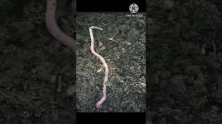 Kechua earthworm Rajiv dixit [upl. by Nnasus129]