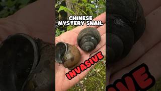 Chinese Mystery Snails Invasive shorts [upl. by Laicram276]