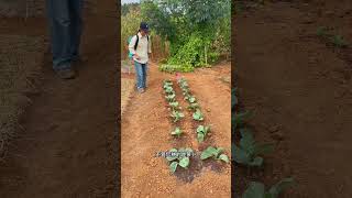 小苏打的妙用 农用小苏打，瓜果蔬菜用一用小苏打在农业上的作用蔬菜种植种植小技巧在家种菜 [upl. by Charmaine]