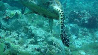 Antigua Diving  Hawksbill Turtle [upl. by Ennaeus]