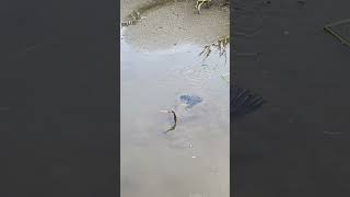 Anhinga Slithers Through the Mud in Pursuit of Fish [upl. by Alikam]