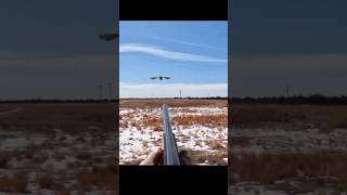 Wild Pheasant Hunt pheasanthunting hunting birdhunting birddog [upl. by Iralav]