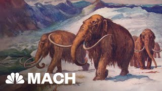 Scientist Tries To Bring The Woolly Mammoth Back From The Dead  Mach  NBC News [upl. by Bellanca]