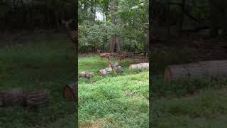 Adorable Doe and Fawn nature whitetaildeer [upl. by Isleana811]