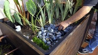 Patio Pond with Bog Filter  Planting the Pond Plants  Part 11 [upl. by Vandyke716]