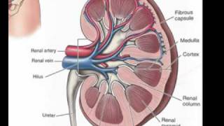 Urinary System Part 1 The Kidneys [upl. by Aikemaj892]