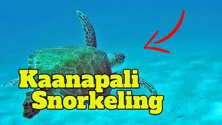 Kaanapali Snorkeling Tours  Snorkeling Kaanapali Beach Shores GoPro HD [upl. by Akehsay733]