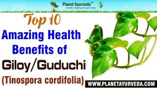 Top 10 Amazing Health Benefits of Giloy  Guduchi Tinospora cordifolia [upl. by Yanrahs]