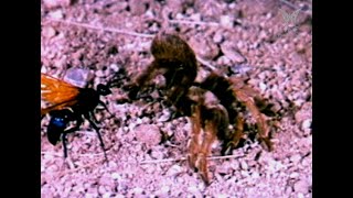 The TARANTULA HAWK [upl. by Wellesley]