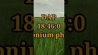 Dap 1846fertilizer gardening gardenplants agriculture vairalshort [upl. by Euv]