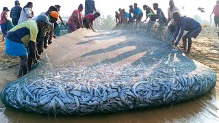 😱 Woow Amazing  Million 8k of fish catching unbelievable fishing video fishnegombo [upl. by Fenton]