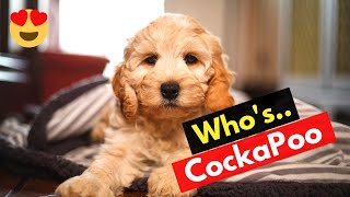 Cockapoo Should you Get this Mixbreed between Cocker Spaniel and Poodle Mix [upl. by Valdemar]