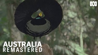 This Victorias riflebird performs his dramatic dance  Australia Remastered [upl. by Zoubek]