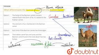 What differentiates the Bactrian camels from the Arabian camels [upl. by Ecilahc]