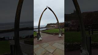 Whale Bones in Whitby whitby whalebones whales travelwithtaz whale [upl. by Dira310]