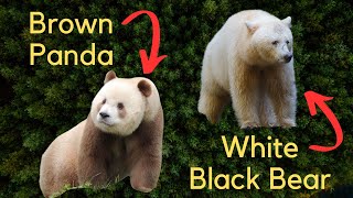 5 Rare and Unique Subspecies  Kermode Bear Pied Raven Qinling Panda Arabian Wolf Vampire Finch [upl. by Ellenod]