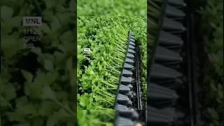 Coriander cultivation on seedling tray  smartfarming urbangardening  shorts [upl. by Adolfo]