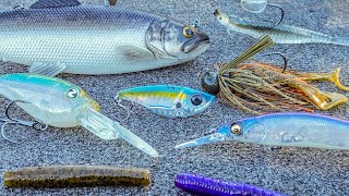 How To Catch Bass During The Fall To Winter Transition Cold Water Baits [upl. by Tnarg624]