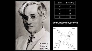 A1215 Chargaffs data and falsification of the tetranucleotide hypothesis [upl. by Eisse367]