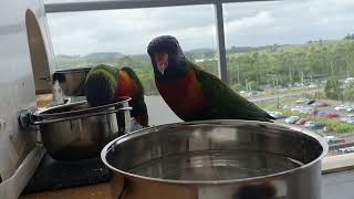 Rainbow Lorikeets in our balcony Campbelltown Australia [upl. by Eillo]