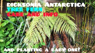 Growing TREE FERNS in colder climates UK care tips and info for growing Dicksonia Antarctica [upl. by Col216]