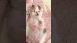 Newborn kitten 🥰 newborn cat 😻 Newborn baby cat shorts cute cat kitten [upl. by Ajnos]