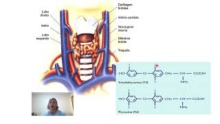 Fisiologia da tireoide [upl. by Rexer]